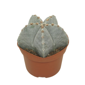 Astrophytum Myriostigma Cactus – 13cm Pot