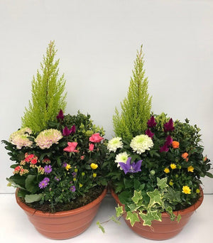 Indoor Plant Arrangement – 40cm Ornamental Pot