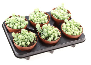 Burro’s Tail Sedum (Sedum burrito) – 12cm Pot