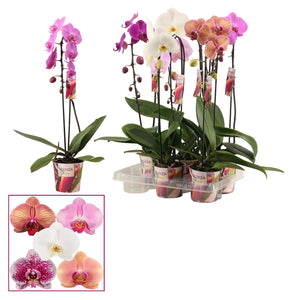 Mixed Phalaenopsis Orchid – 1 Stem, 12cm Pot