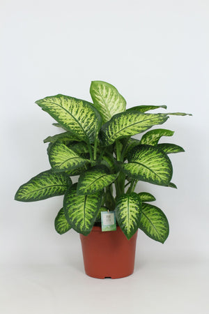 Lemon Dieffenbachia (Dieffenbachia seguine) – 35cm Pot