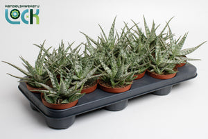 Aloe somaliensis – 10.5cm Pot