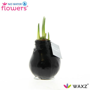 Burgundy Waxed Amaryllis (Hippeastrum)