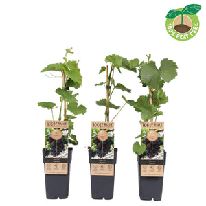 Venus Seedless Grape Vine (Vitis vinifera) – 15cm Pot