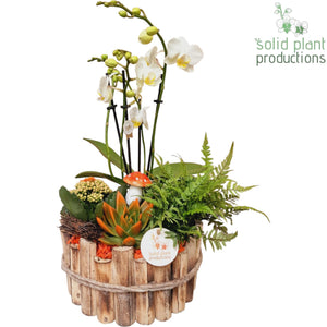 Large Autumn Orange Plant Arrangement – 23cm Wooden Pot