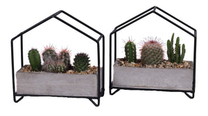 Mixed Cactus Collection in Metal Pot – 21cm