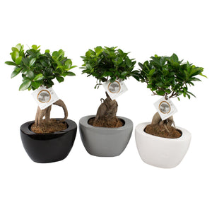 Ficus Ginseng Bonsai in Folded Ceramic Pot – 19cm