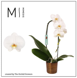 White Phalaenopsis Orchid – 12cm Pot