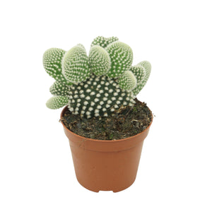 White-Spined Bunny Ears Cactus (Opuntia microdasys albispina) – 8.5cm Pot