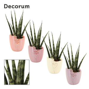 Mini Sansevieria Green Houseplant – 6cm Pot