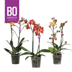 Mixed Phalaenopsis Orchid – 12cm Pot, 45cm High