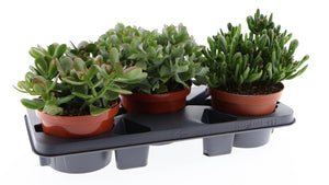 Mixed Crassula Succulent – 17cm Pot