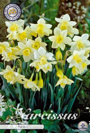 Narcissus ‘Pueblo’ Daffodil Bulbs – 7 Bulbs