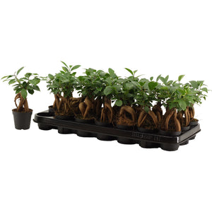 Ficus Ginseng (Ficus microcarpa) – 7cm Pot