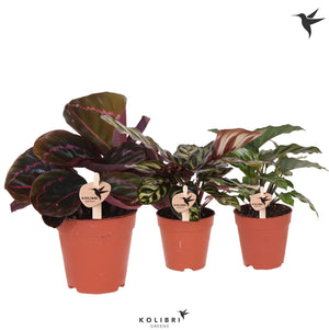 Mixed Calathea Houseplant – 9cm Pot