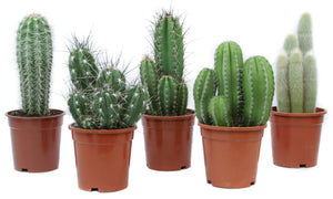 Mixed Crassula Succulent Collection – 17cm Pot