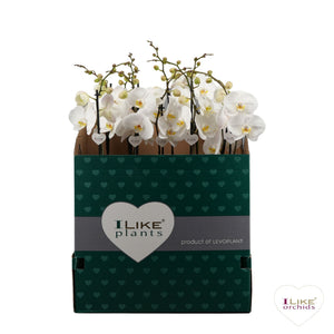 White Phalaenopsis Orchid – 12cm Pot, 65cm Tall