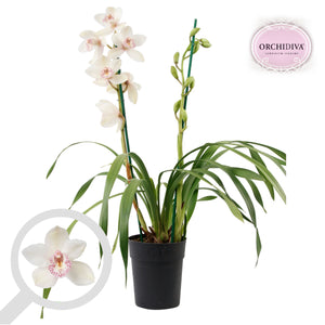 Brown Cymbidium Orchid – 14cm Pot, 85cm Tall