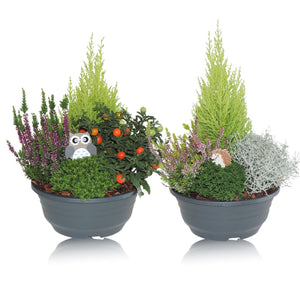 Decorative Patio Plant Arrangement – 23cm Dish