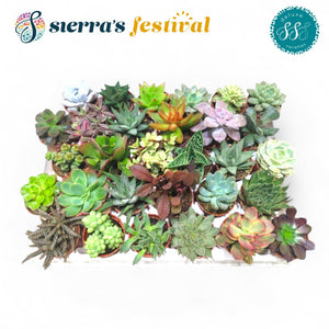 Mixed Deluxe Sierra Succulent – 5.5cm Pot