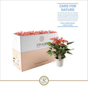 Red Anthurium (Anthurium) – 14cm Pot, 50cm Height