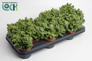 Bear’s Paw Succulent (Cotyledon tomentosa) – 10.5cm Pot