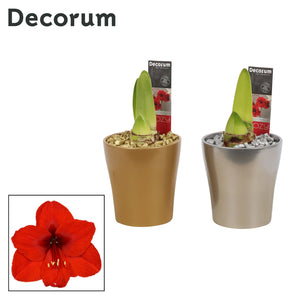 White Hippeastrum Amaryllis – 12cm Ceramic Pot