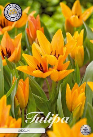Tulipa praestans ‘Shogun’ Tulip Bulbs – Pack of 10