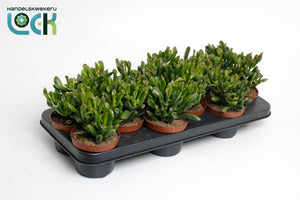 Crassula Horn Tree Succulent – 10.5cm Pot