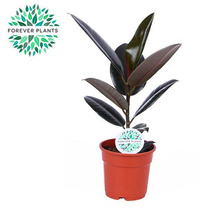 Ficus Elastica ‘Abidjan’ Rubber Plant – 17cm Pot