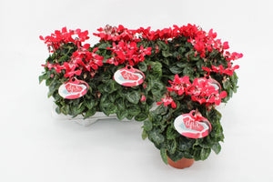 Lilac Cyclamen (Cyclamen persicum) – 10.5cm Pot