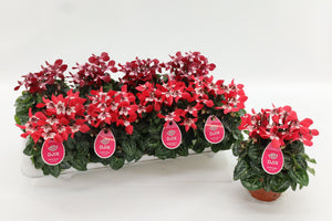 Lilac Small-Flowered Cyclamen (Cyclamen persicum) – 10.5cm Pot