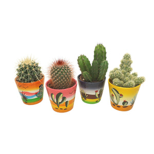 Mixed Cactus and Succulent Collection – 7cm Ceramic Pot