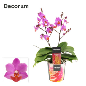 Purple Phalaenopsis Orchid – 2 Stem, 12cm Pot