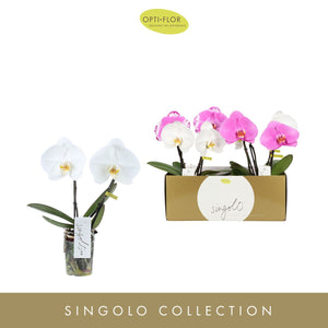 Mixed Phalaenopsis Orchid – 9cm Pot, 40cm
