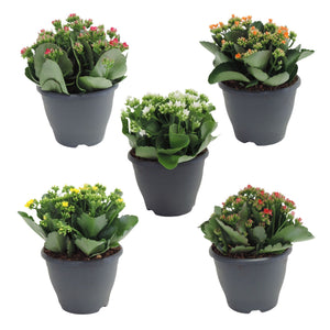 Mixed Kalanchoe Patio Plant (Kalanchoe blossfeldiana) – 19cm Pot