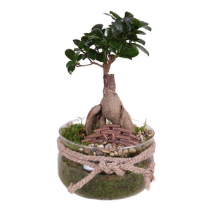 Ficus Ginseng Bonsai in Glass Bowl – 16cm Pot