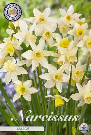 Narcissus ‘Sailboat’ Daffodil Bulbs – Size 10/12