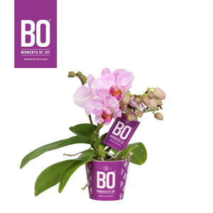 Mini Pink Phalaenopsis Orchid (2 Stems) – 7cm Pot