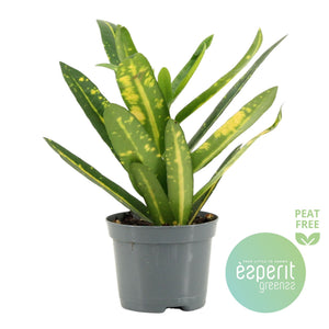 Small-Leaved Croton (Codiaeum variegatum) – 8.5cm Pot