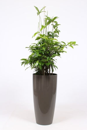 Dracaena Surculosa Bush Tree – 33cm Pot, 140cm High