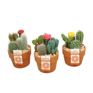 Mixed Cactus Arrangement in Terracotta Pot – 12cm