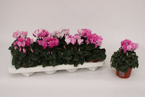 Pink Cyclamen persicum – 10.5cm Pot