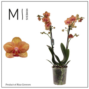 Orange Phalaenopsis Orchid – 12cm Pot, 50cm High