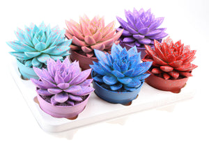 Echeveria Rainbow Mix – 12cm Pot