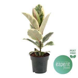Ficus El Tineke Rubber Plant – 17cm Pot, 55cm High