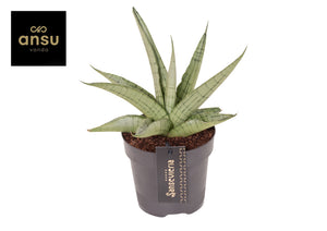 Sansevieria ‘Comet’ Pastel Grey – 12cm Pot