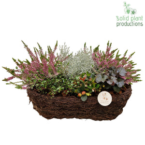 Salim Oval Plant Arrangement – 44cm Pot