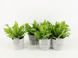 Crispy Wave Fern (Asplenium) – 13cm Stone-Look Pot