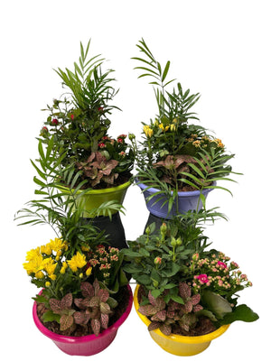 Indoor Plant Arrangement – 23cm Ornamental Pot